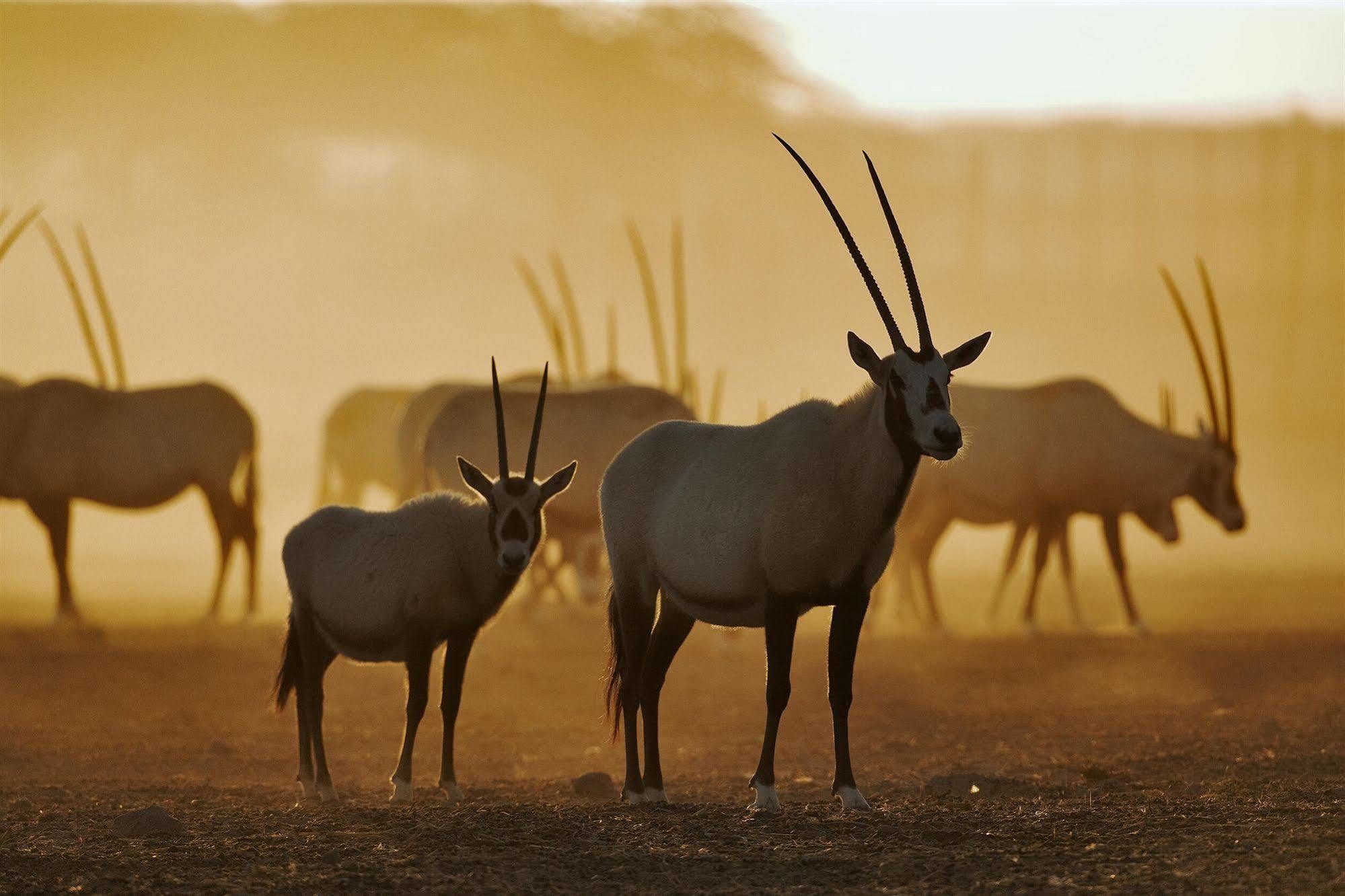 Anantara Sir Bani Yas Island Al Yamm Villa Resort Да'сах Экстерьер фото