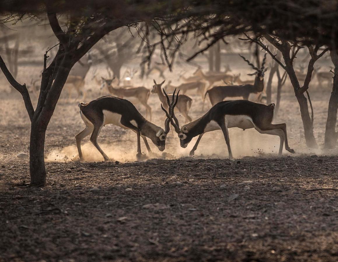 Anantara Sir Bani Yas Island Al Yamm Villa Resort Да'сах Экстерьер фото