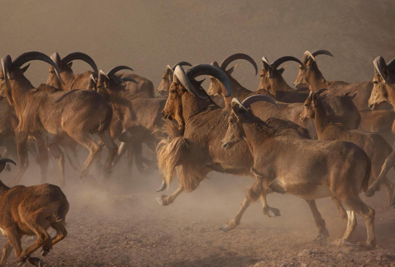 Anantara Sir Bani Yas Island Al Yamm Villa Resort Да'сах Экстерьер фото